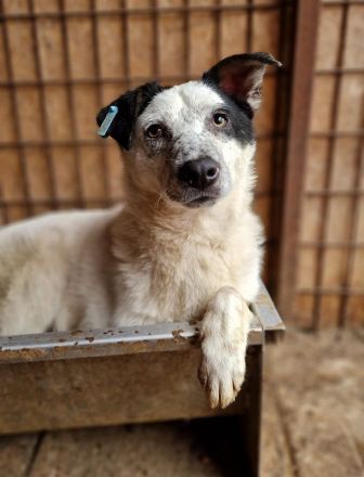 KOBOLD   ca.3-jähriger, wunderschöner Rüde, ca. 45 cm, seit Welpe im Tierheim