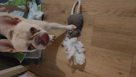 Französische Bulldogge