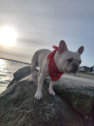 Französische Bulldogge