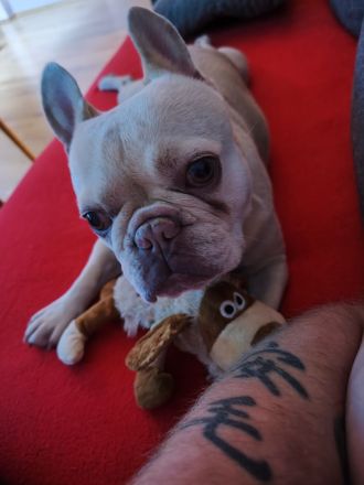 Französische Bulldogge