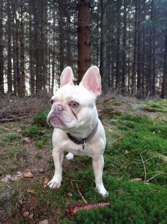 Französische Bulldogge