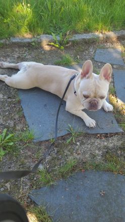 Französische Bulldogge