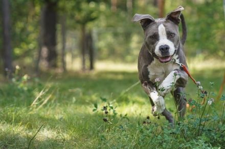 Tony, Am. Staffordshire-Pittbull Terrier-Mix, geb. 2013, Kraftpaket su. Kenner mit Führungsqualitäte