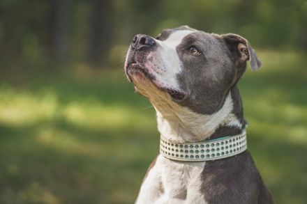 Tony, Am. Staffordshire-Pittbull Terrier-Mix, geb. 2013, Kraftpaket su. Kenner mit Führungsqualitäte