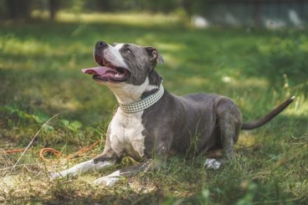 Tony, Am. Staffordshire-Pittbull Terrier-Mix, geb. 2013, Kraftpaket su. Kenner mit Führungsqualitäte