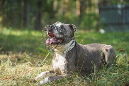 Tony, Am. Staffordshire-Pittbull Terrier-Mix, geb. 2013, Kraftpaket su. Kenner mit Führungsqualitäte