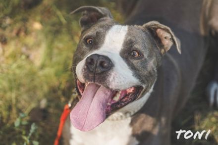 Tony, Am. Staffordshire-Pittbull Terrier-Mix, geb. 2013, Kraftpaket su. Kenner mit Führungsqualitäte
