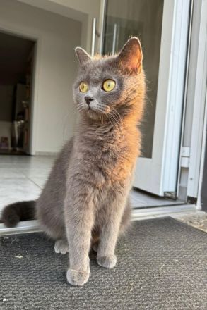 Britisch kurzhaar Kätzchen