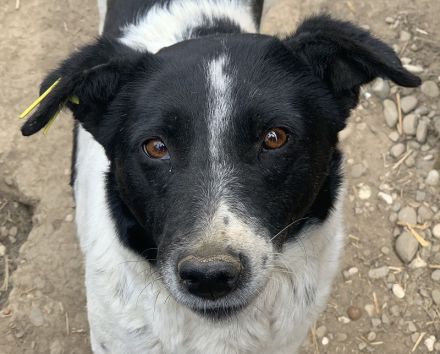 ANGEL ca. 5-jährige, ruhige Hündin, ca. 46 cm, sehnt sich nach Zuwendung