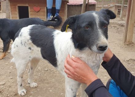 ANGEL ca. 5-jährige, ruhige Hündin, ca. 46 cm, sehnt sich nach Zuwendung