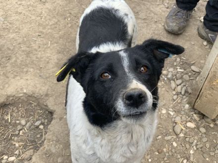 ANGEL ca. 5-jährige, ruhige Hündin, ca. 46 cm, sehnt sich nach Zuwendung