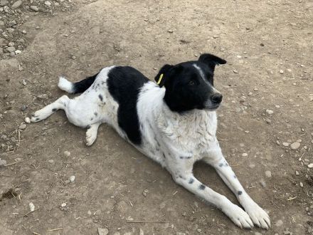 ANGEL ca. 5-jährige, ruhige Hündin, ca. 46 cm, sehnt sich nach Zuwendung