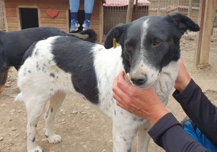 ANGEL ca. 5-jährige, ruhige Hündin, ca. 46 cm, sehnt sich nach Zuwendung