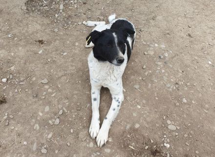 ANGEL ca. 5-jährige, ruhige Hündin, ca. 46 cm, sehnt sich nach Zuwendung
