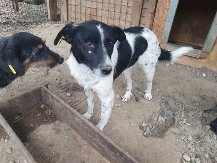 ANGEL ca. 5-jährige, ruhige Hündin, ca. 46 cm, sehnt sich nach Zuwendung