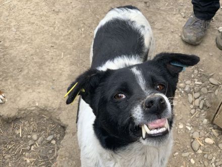 ANGEL ca. 5-jährige, ruhige Hündin, ca. 46 cm, sehnt sich nach Zuwendung