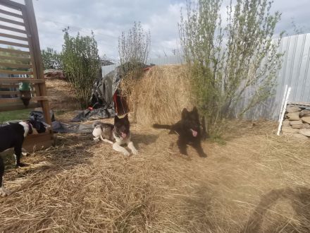 American Akita/Deutscher Schäferhund Mischlinge