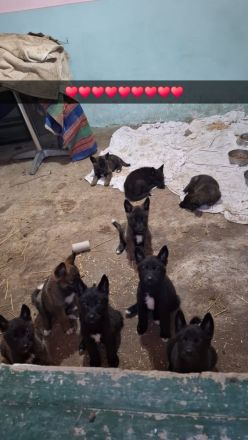 American Akita/Deutscher Schäferhund Mischlinge