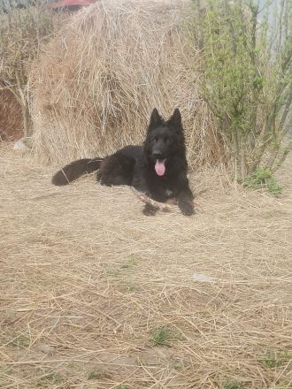 American Akita/Deutscher Schäferhund Mischlinge