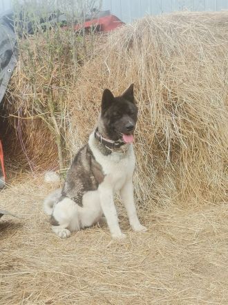 American Akita/Deutscher Schäferhund Mischlinge