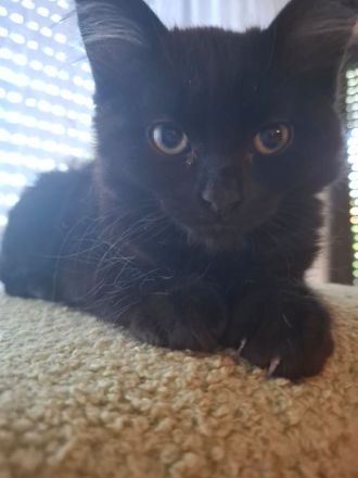 Zauberhafte BK Mix Kitten