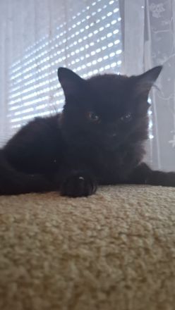 Zauberhafte BK Mix Kitten