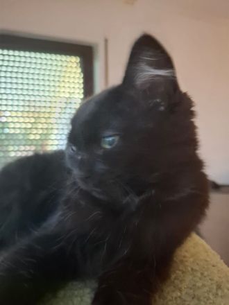 Zauberhafte BK Mix Kitten