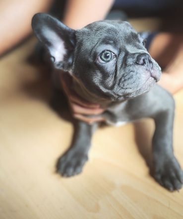 Französische Bulldogge Welpen