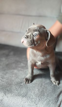 Französische Bulldogge Welpen