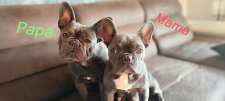 Französische Bulldogge Welpen