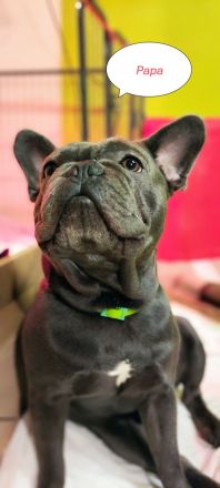 Französische Bulldogge Welpen