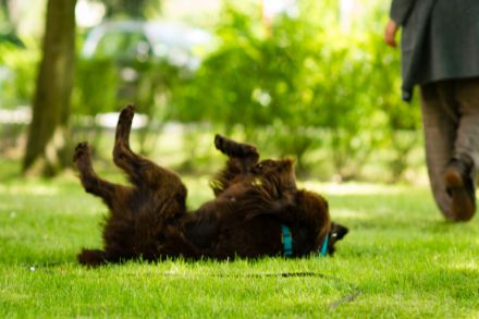 Kessi, 2-jährige braune Flat Coated Retriever-Dame