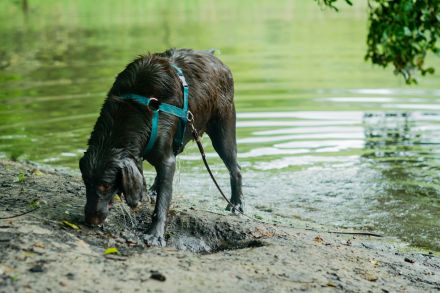 Kessi, 2-jährige braune Flat Coated Retriever-Dame