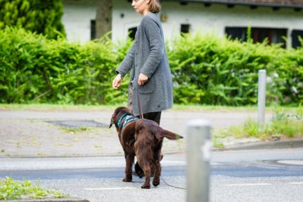 Kessi, 2-jährige braune Flat Coated Retriever-Dame