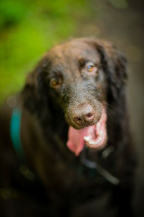 Kessi, 2-jährige braune Flat Coated Retriever-Dame