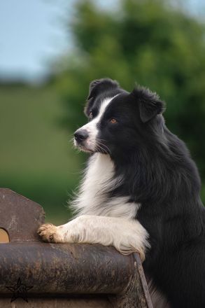 Australian Shepherd Deckrüde black bi ASCA registriert