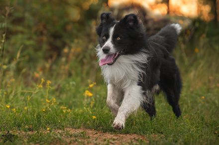 Australian Shepherd Deckrüde black bi ASCA registriert