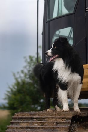 Australian Shepherd Deckrüde black bi ASCA registriert