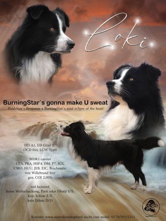 Australian Shepherd Deckrüde black bi ASCA registriert