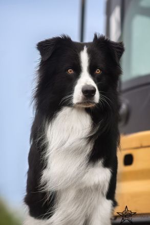 Australian Shepherd Deckrüde black bi ASCA registriert