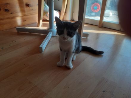 Samy EKH Kitten 13 Wochen alt