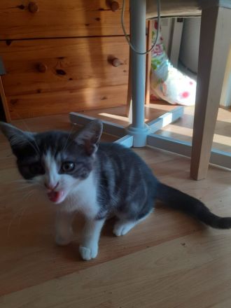 Samy EKH Kitten 13 Wochen alt