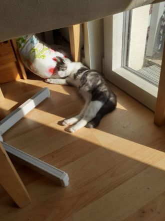 Samy EKH Kitten 13 Wochen alt