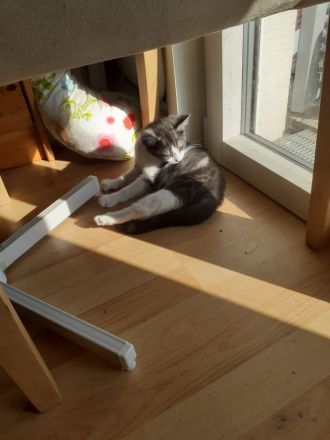 Samy EKH Kitten 13 Wochen alt