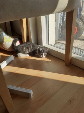 Samy EKH Kitten 13 Wochen alt