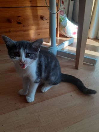 Samy EKH Kitten 13 Wochen alt