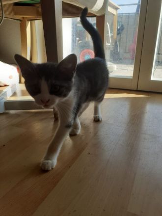 Samy EKH Kitten 13 Wochen alt