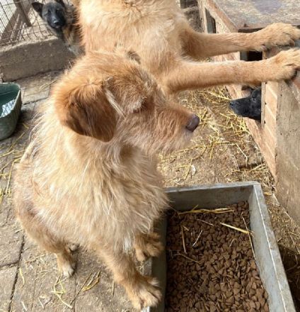 FABRIZIO ca. 3 1/2-jähriger, freundlicher Rüde, ca.59 cm,hat bernsteinfarbene Augen/rotbraunes Fell