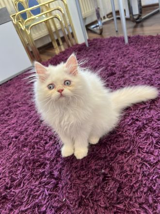 Kitten britisch Langhaar