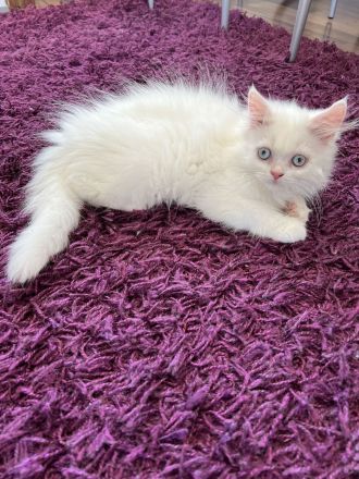 Kitten britisch Langhaar